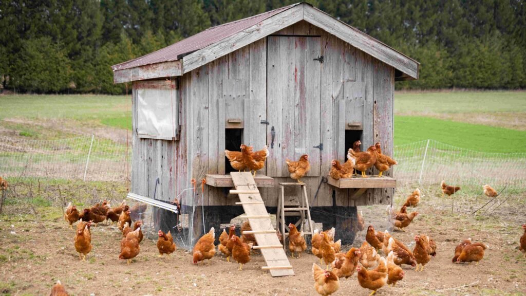chicken coop
