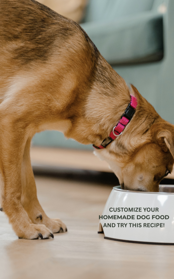 homemade dog food recipe